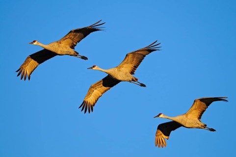 Sandhill Crane