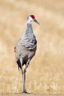 Sandhill Crane