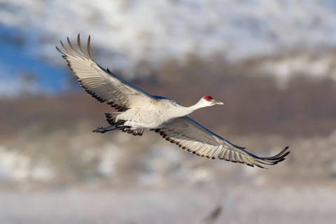 Sandhill Crane