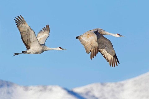 Sandhill Crane