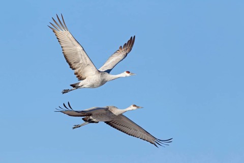 Sandhill Crane