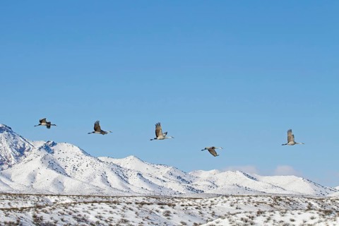 Sandhill Crane