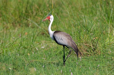 Wattled ibis