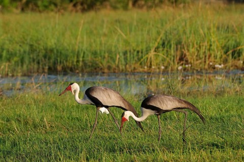 Wattled ibis