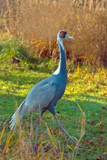 White-naped Crane