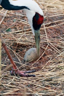 White-naped crane