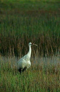 Whooping crane