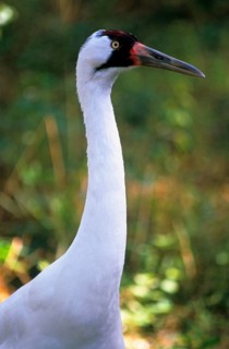 Whooping crane