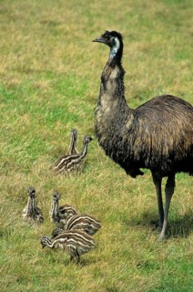 Emu