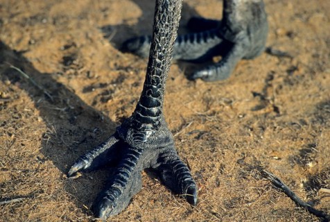 Emu