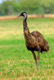 Emu