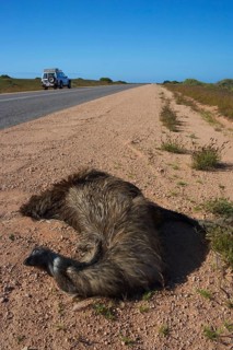 Emu