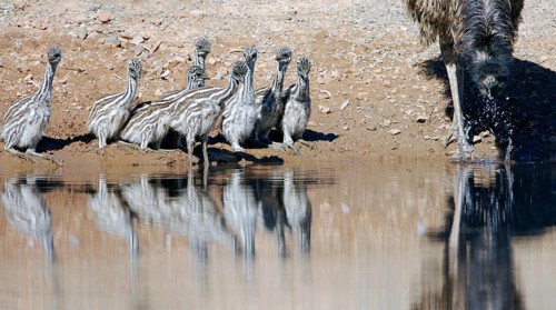 Emu
