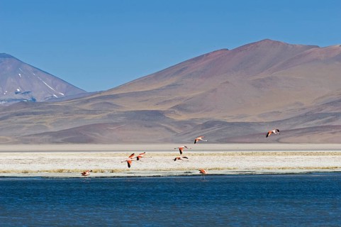 Chilean chilean flamingo