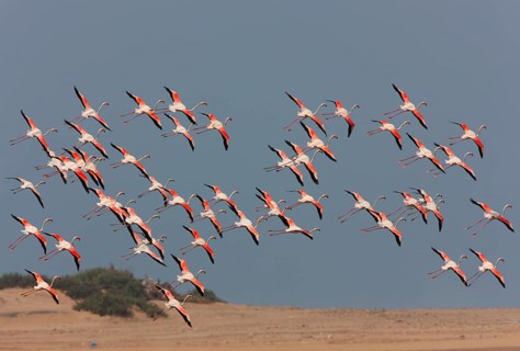 Greater greater flamingo