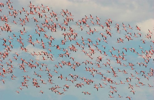 Lesser flamingo