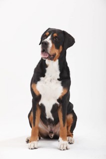 Large Swiss Mountain Dog