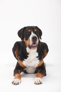Large Swiss Mountain Dog