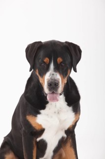 Large Swiss Mountain Dog