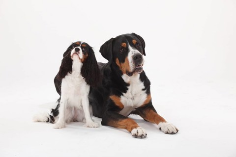 Great Swiss Mountain Dog
