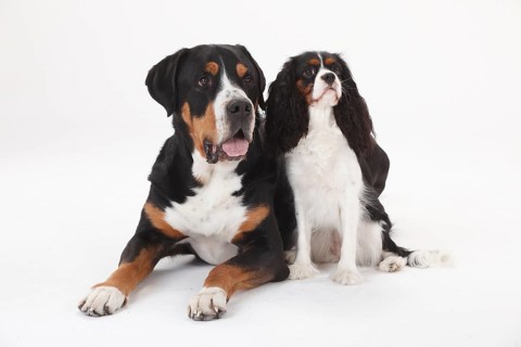 Great Swiss Mountain Dog