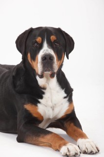 Large Swiss Mountain Dog