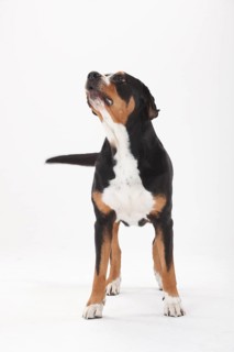 Large Swiss Mountain Dog