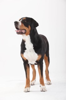 Large Swiss Mountain Dog
