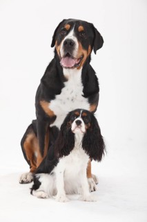 Great Swiss Mountain Dog