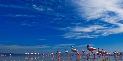 Adult lesser flamingo