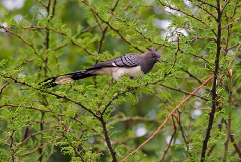 White-bellied go-away-bird