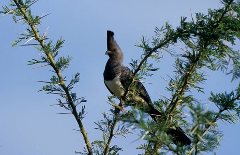 White-bellied go-away-bird
