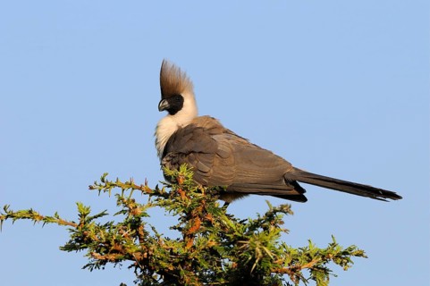 Naked-faced bare-faced go-away-bird