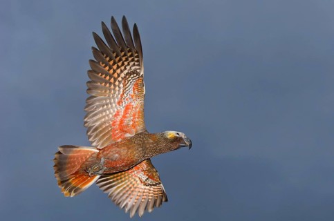 Kaka