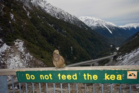 Kea