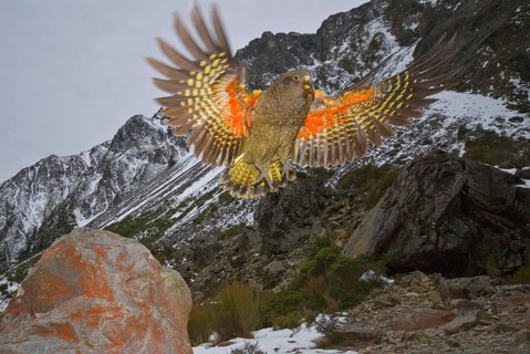 Kea