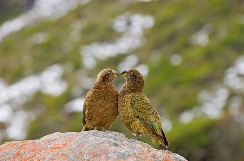 Kea