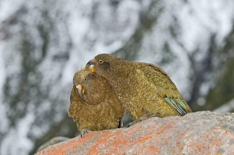 Kea