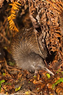 Kiwi