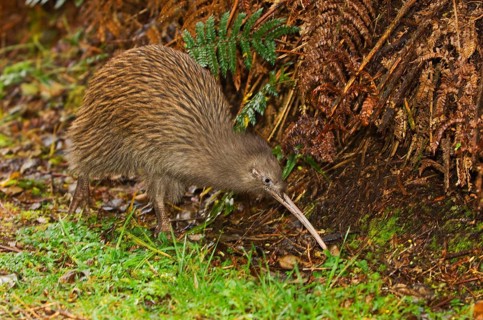 Kiwi