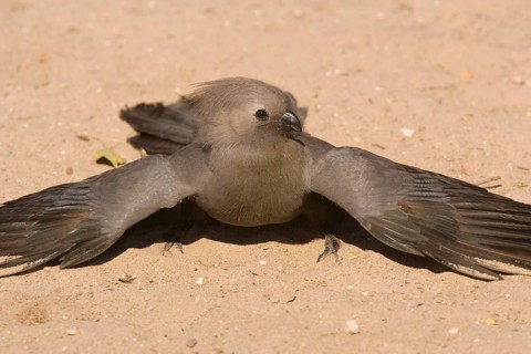 Grey Go-away-bird
