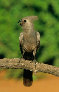 Grey Go-away-bird