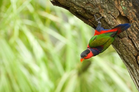 Adult black-capped lory