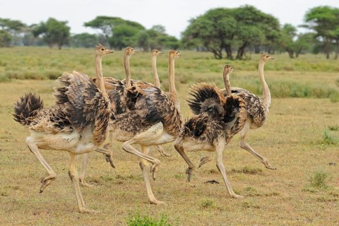 East African masai ostrich