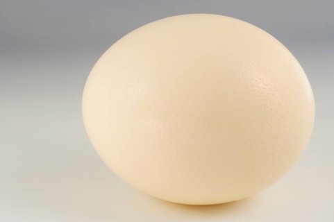 Ostrich