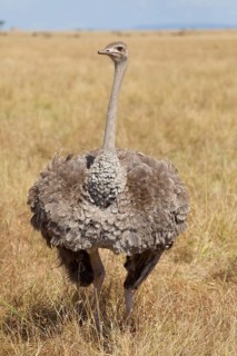 Common ostrich
