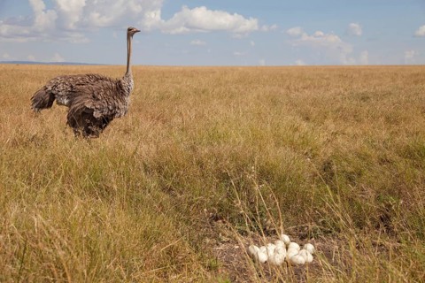 Common ostrich