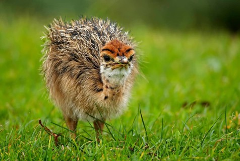 Common ostrich