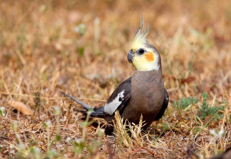 Cockatiel