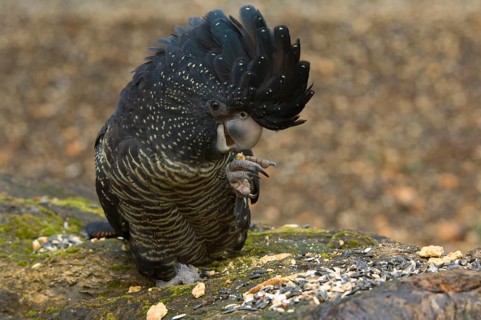 Red-tailed black cockatoo